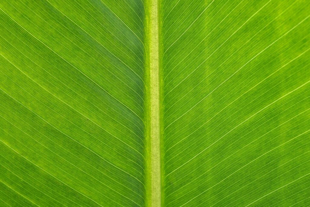 A close-up of a green leaf.
