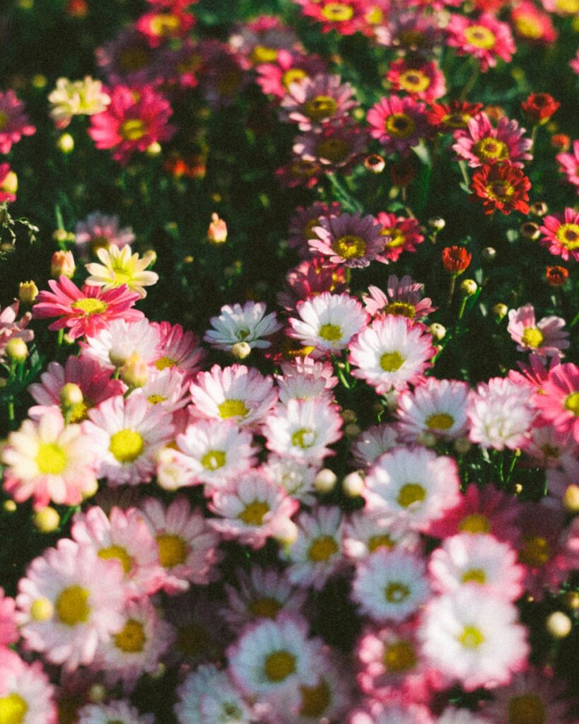Beautiful pink and white flowers bloom in a field.